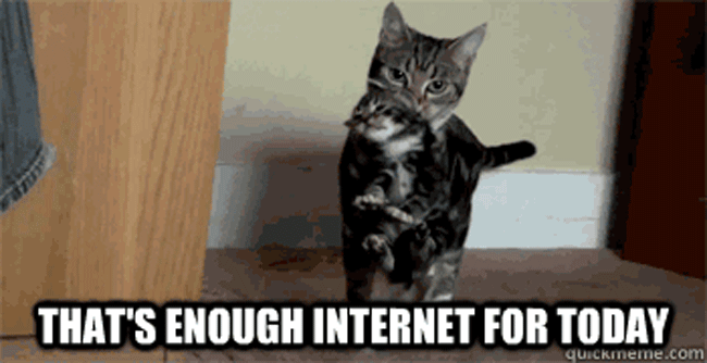 internet-cat